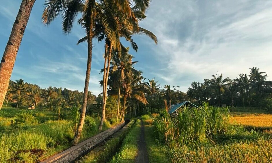 A rural landscape with a dirt path, palm trees, and a small house. 5