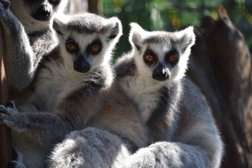 Lemurs with prominent eyes and grey fur. 1