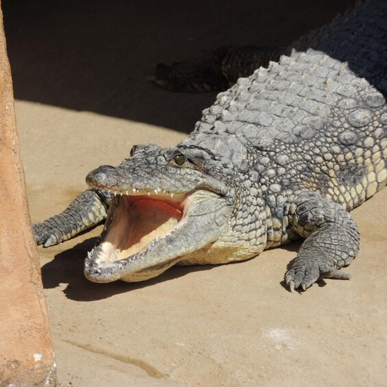A crocodile with its mouth open, lying on sandy ground. 4