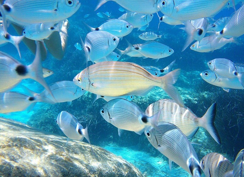 A school of fish swimming in clear blue water with a rocky underwater landscape. 5