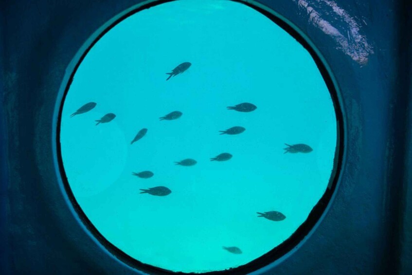 A circular window with a turquoise interior, through which several fish are swimming. 3