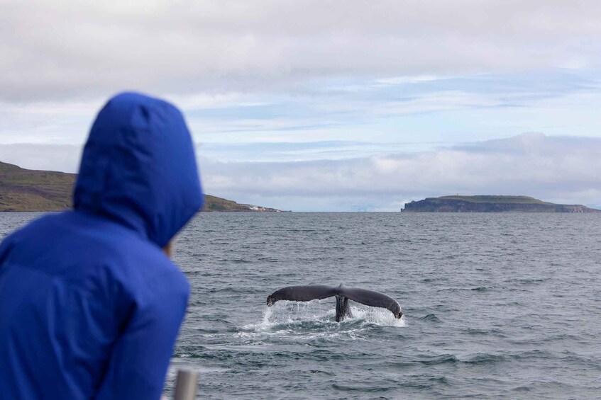 A person in a blue jacket observing a whale breaching the water. 3