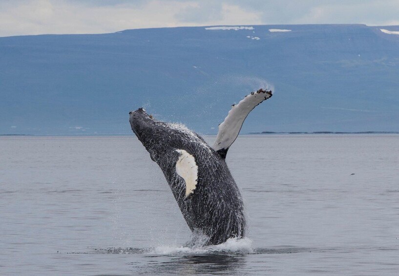 A whale breaching with a splash of water, a clear sky, and a distant mountain range. 2