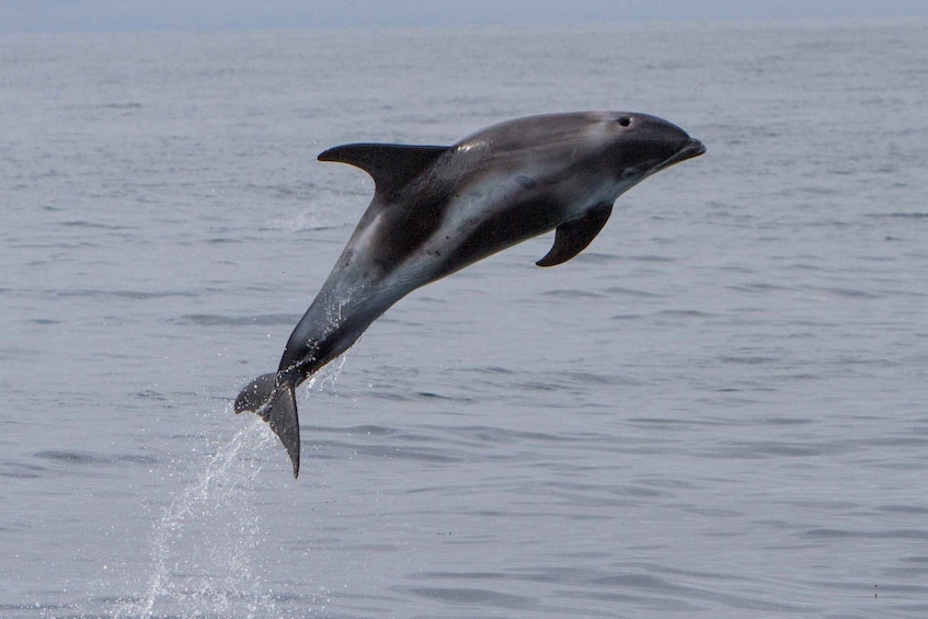 A dolphin leaping out of the water. 5