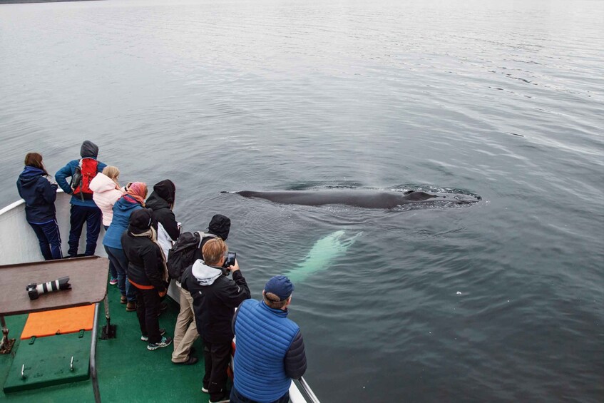 A group of people observing a whale in the water from a boat. 1