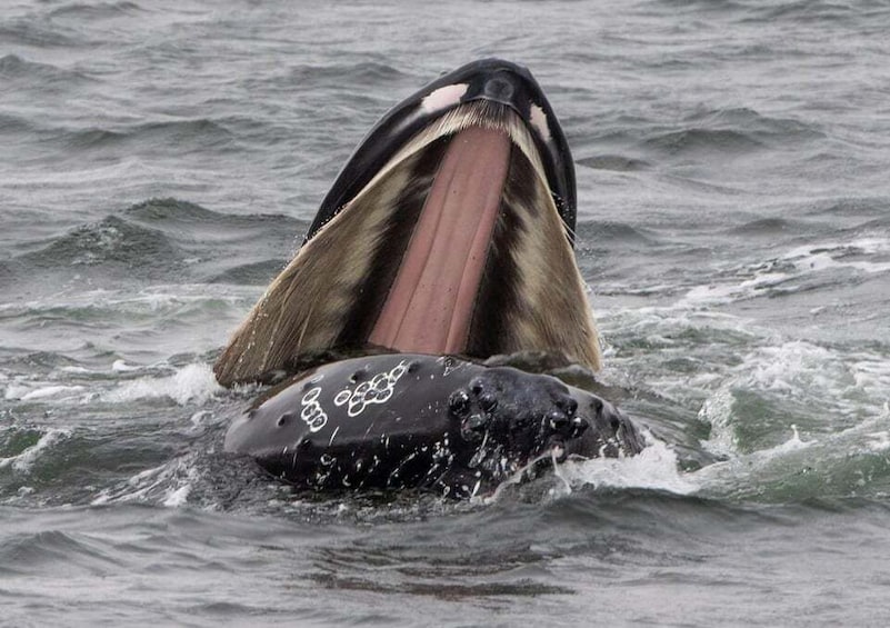 A whale breaching with its mouth wide open, revealing its tongue and teeth. 4