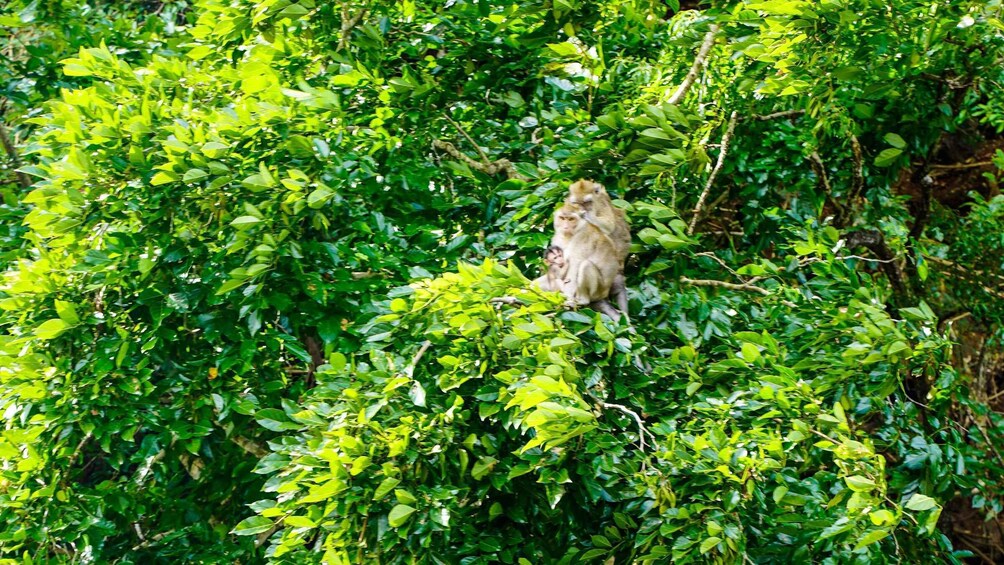 A monkey sitting among dense green foliage. 5