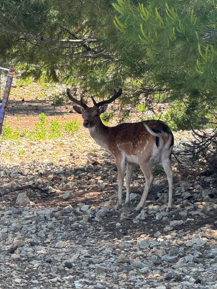 A deer standing on rocky ground with trees in the background. 3