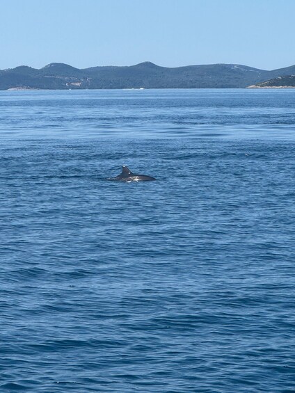A dolphin swimming in the ocean with mountains in the background. 4