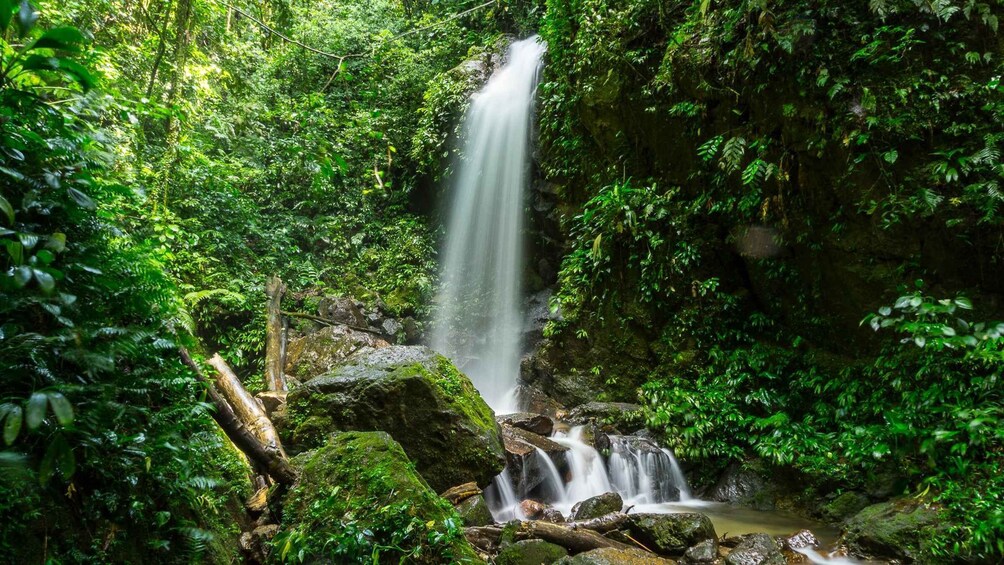 A waterfall in a lush, green forest. 1