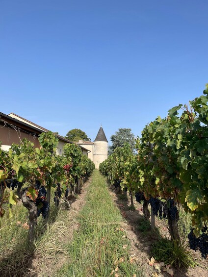 A vineyard with rows of grapevines and a building in the background. 2