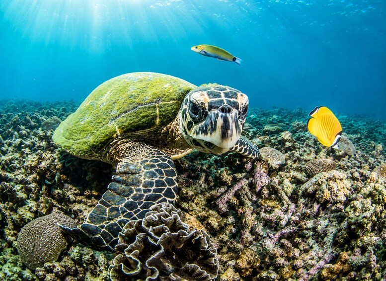 A sea turtle swimming near a coral reef with a fish and a yellow fish nearby. 4