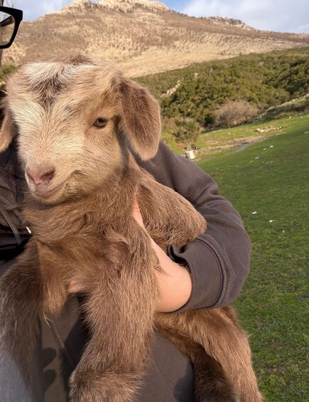 A person holding a small goat with a mountainous landscape in the background. 5