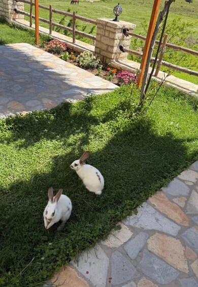 Two white rabbits on a grassy area next to a stone pathway. 4