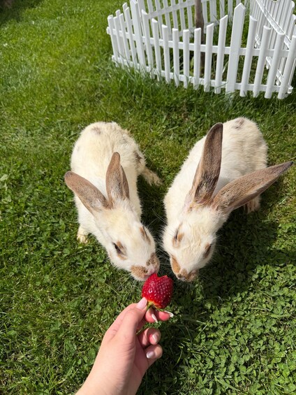 Two rabbits eating a strawberry on a grassy field with a white fence in the background. 2
