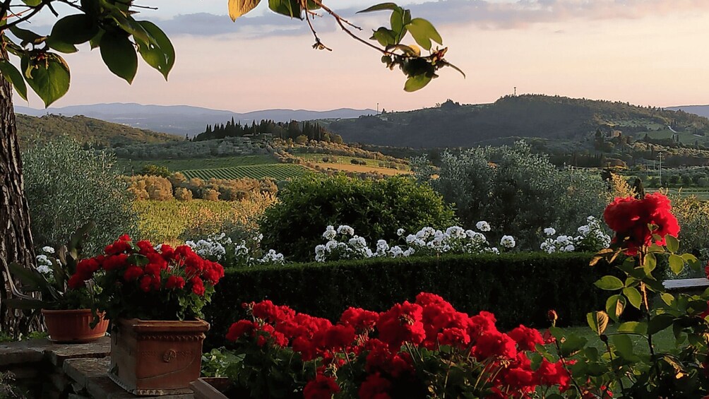 A vineyard with rows of grapevines, a hedge with white flowers, and red flowers in the foreground. 2