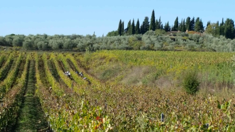 A vineyard with rows of grapevines and a hilly landscape with trees in the background. 4