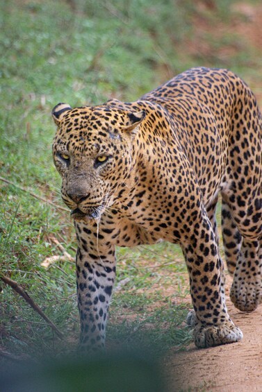 A leopard walking on a dirt path surrounded by grass. 1