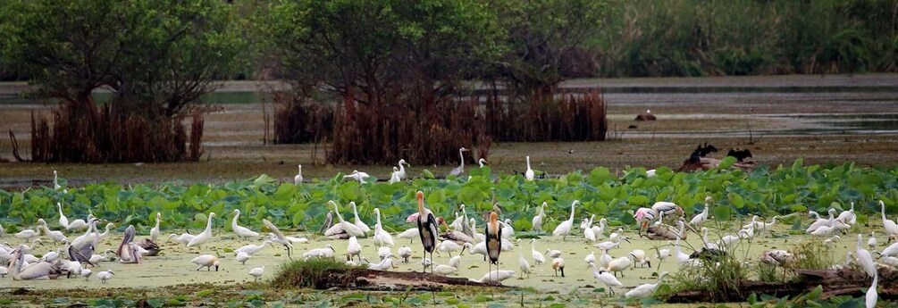 A pond with numerous white birds, likely egrets, and a few ducks. 4