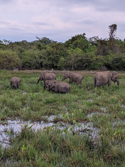 A group of elephants in a grassy field with a water body and trees in the background. 3
