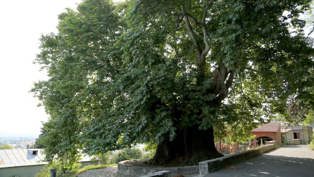 A large tree with dense foliage, a stone bench, and a building with a red roof in the background. 3