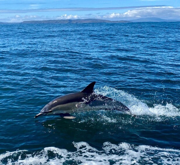 A dolphin leaping out of the ocean water. 3