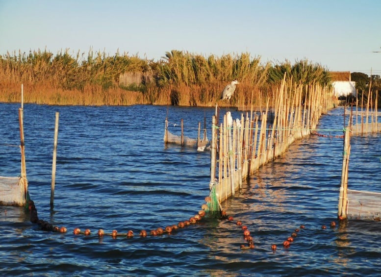 A water body with a fishing net and wooden posts, surrounded by tall grasses and a clear sky. 4