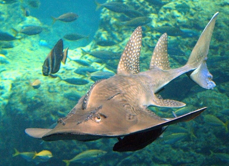 A stingray swimming in clear blue water with other fish in the background. 1