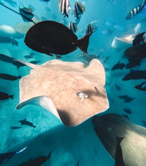 A stingray swimming among a school of fish in clear blue water. 3