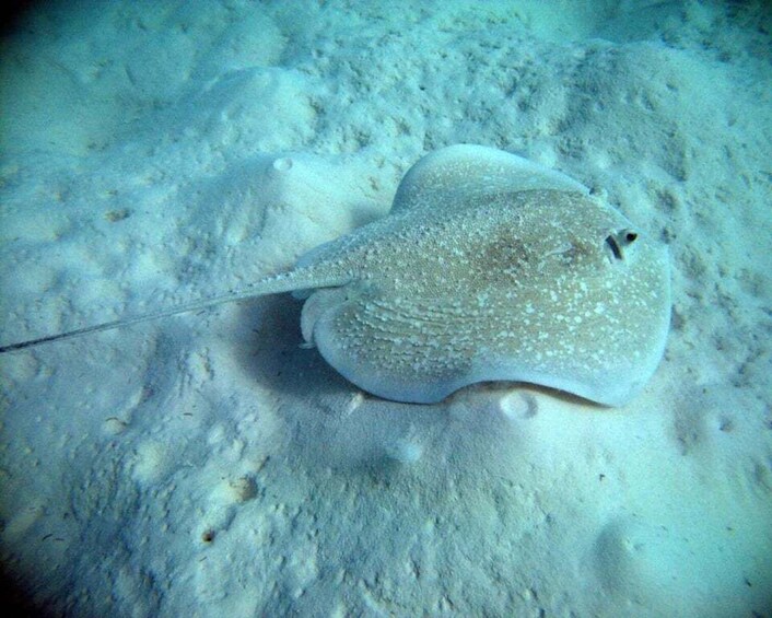 A stingray on a sandy ocean floor. 4