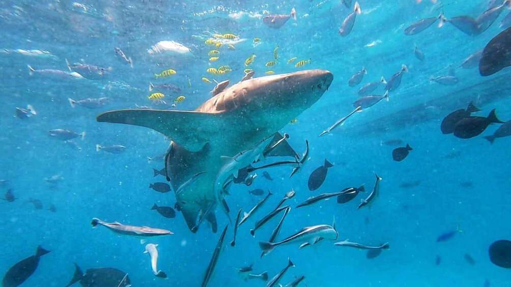 A large shark swimming among a school of fish in clear blue water. 5