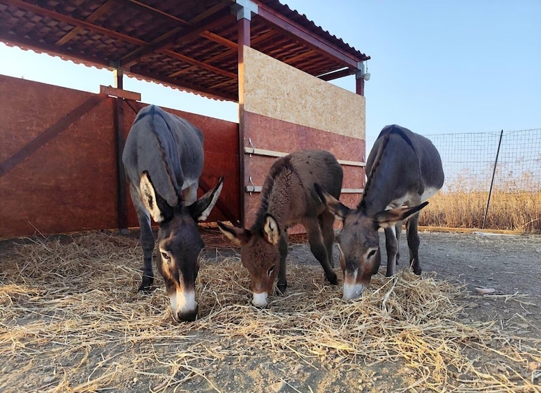 Three donkeys grazing in a stable with a red roof and a wooden fence in the background. 5