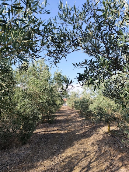 A pathway through an olive grove with trees on either side. 3
