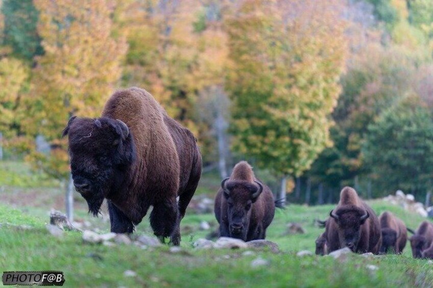 A bison herd in a grassy field with autumn-colored trees in the background. 3