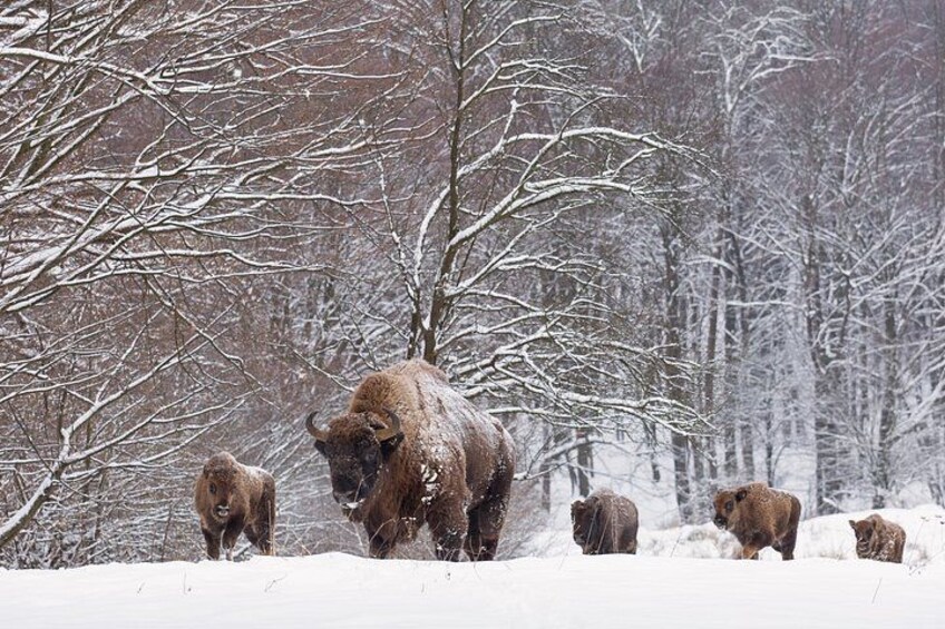 A snowy landscape with bison grazing. 2