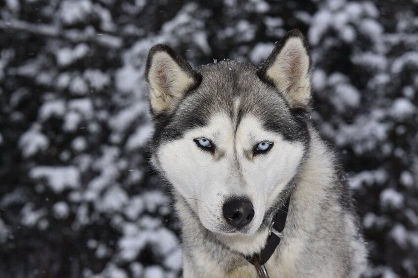 A husky with snow-covered trees in the background. 4