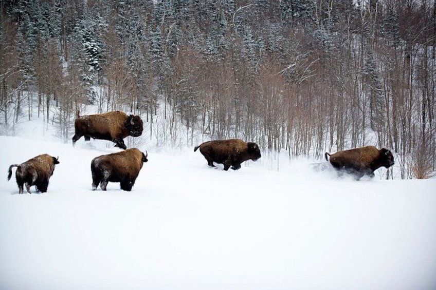 A group of bison in a snowy forest. 1