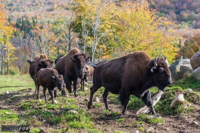 A herd of bison in a natural landscape with autumn foliage. 2
