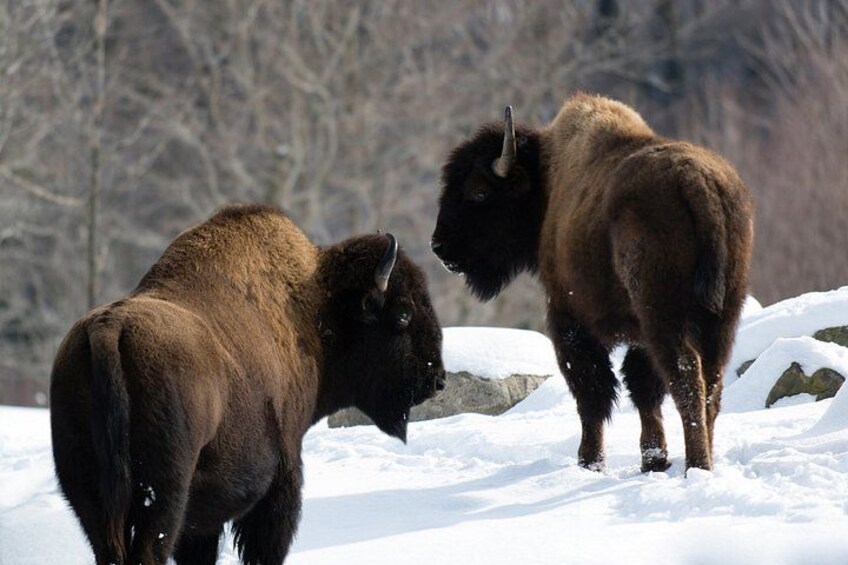 Two bison in a snowy landscape with bare trees in the background. 3