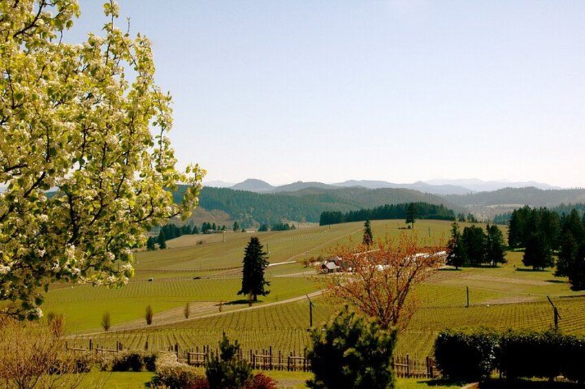 A vineyard with rows of grapevines, a tree with white blossoms, and distant mountains. 2