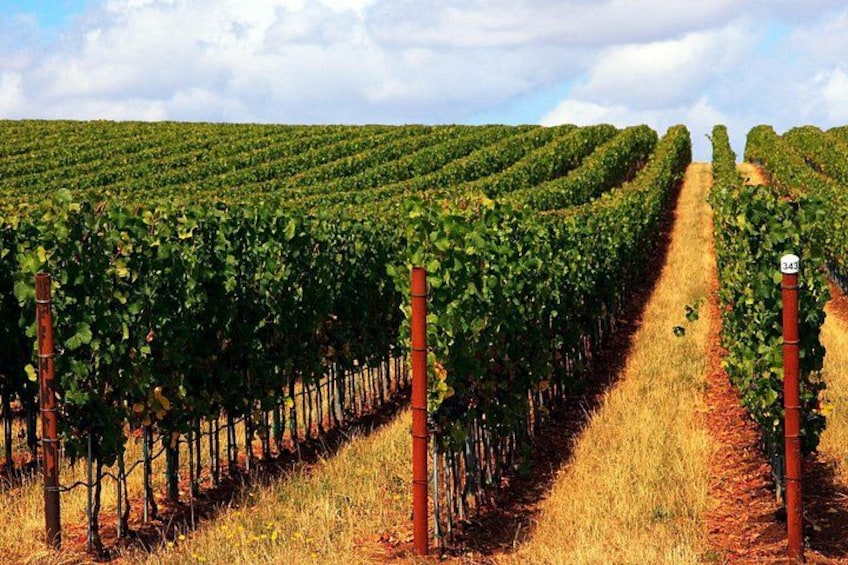 A vineyard with rows of grapevines and a dirt path. 3