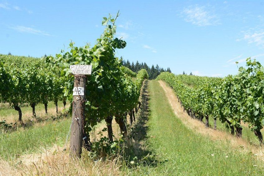 Rows of grapevines in a vineyard with a sign indicating Pinot Noir. 5