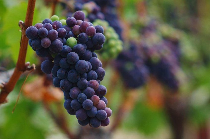 A bunch of purple grapes on a vine. 4