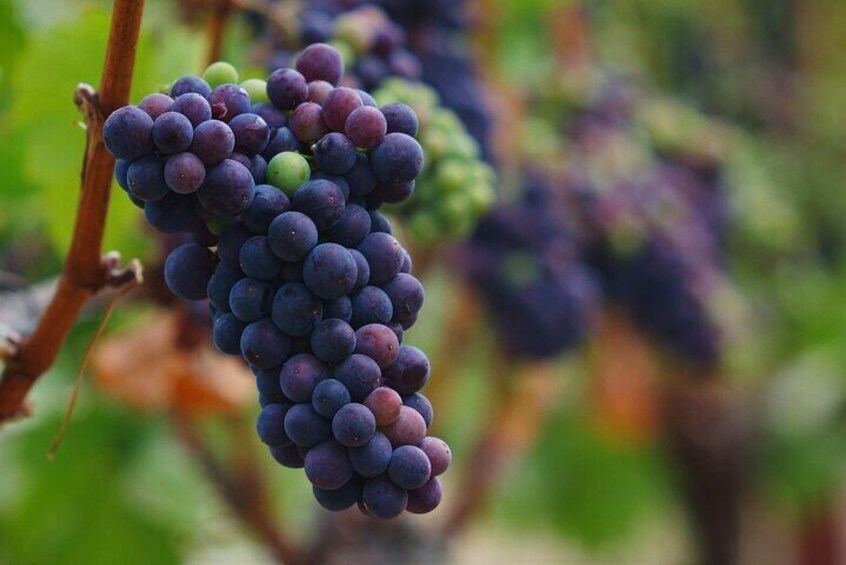 A bunch of dark purple grapes hanging from a vine. 5