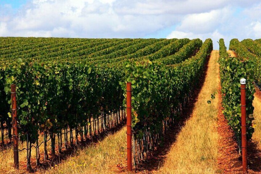A vineyard with rows of grapevines. 4