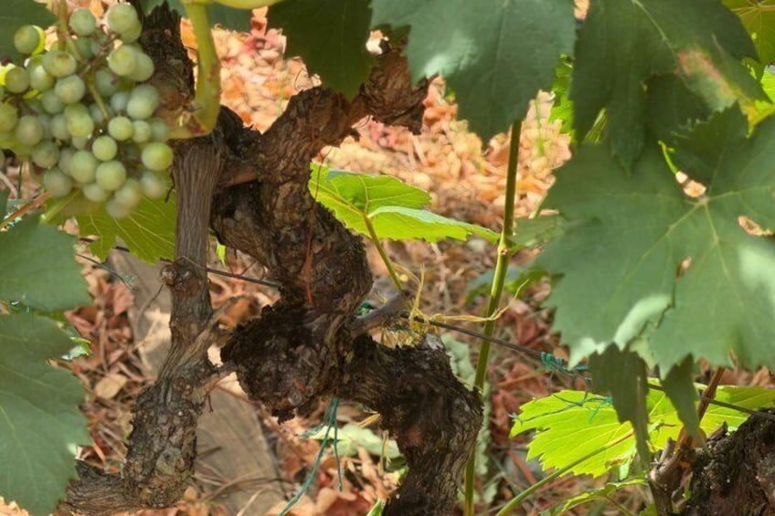 A grapevine with clusters of green grapes and healthy leaves. 5