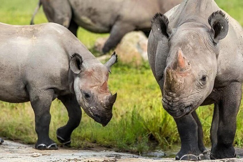 Two rhinos walking on a dirt path with grass in the background. 3