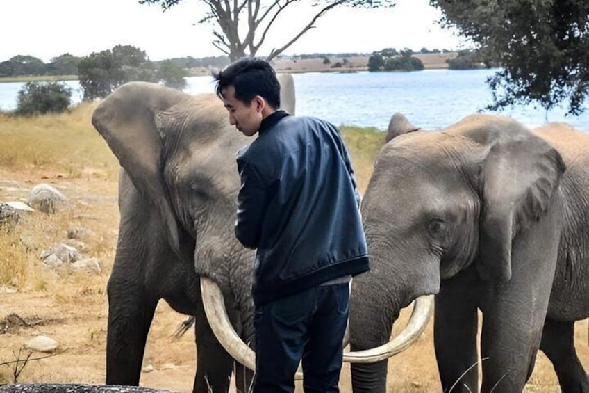 A person standing between two elephants by a body of water. 2
