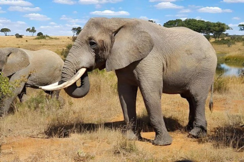 Two elephants in a dry grassland with sparse trees and a clear sky. 1
