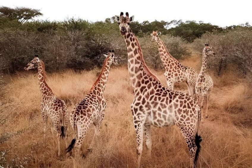A group of giraffes in a dry grassland with sparse trees. 4
